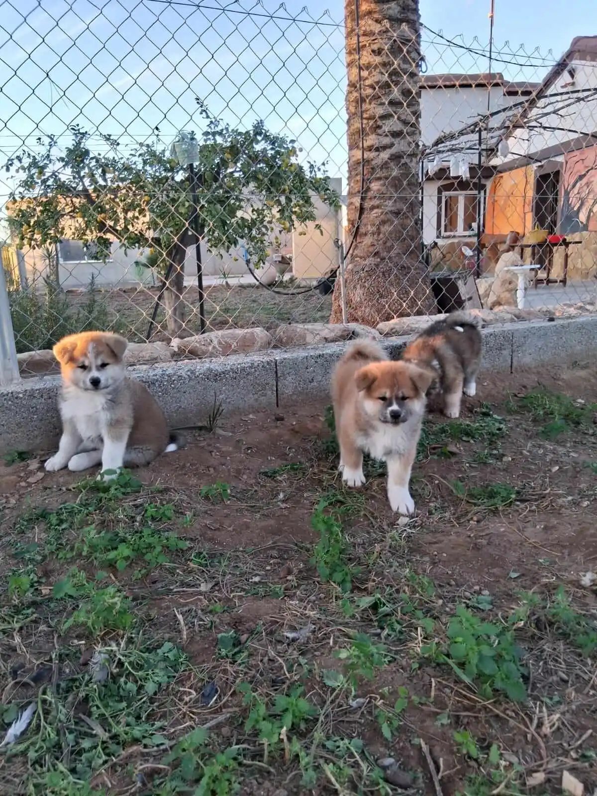Akita Inu camada octubre 2024 1