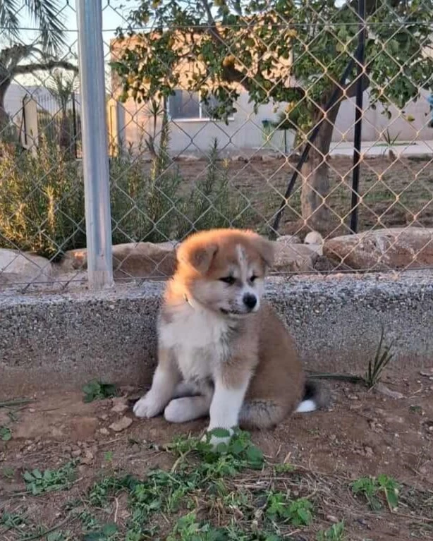 Akita Inu camada octubre 2024 2