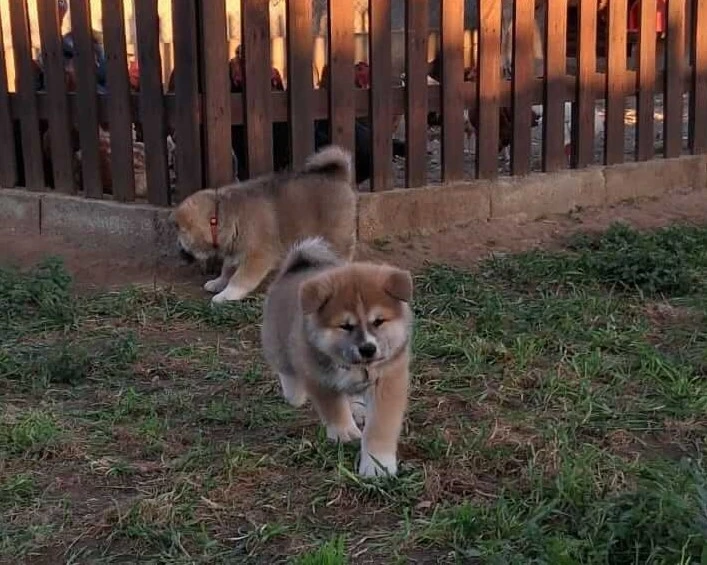 Akita Inu camada octubre 2024 3