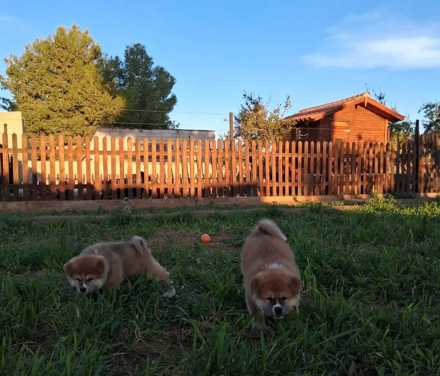 Akita Inu camada octubre 2024 4