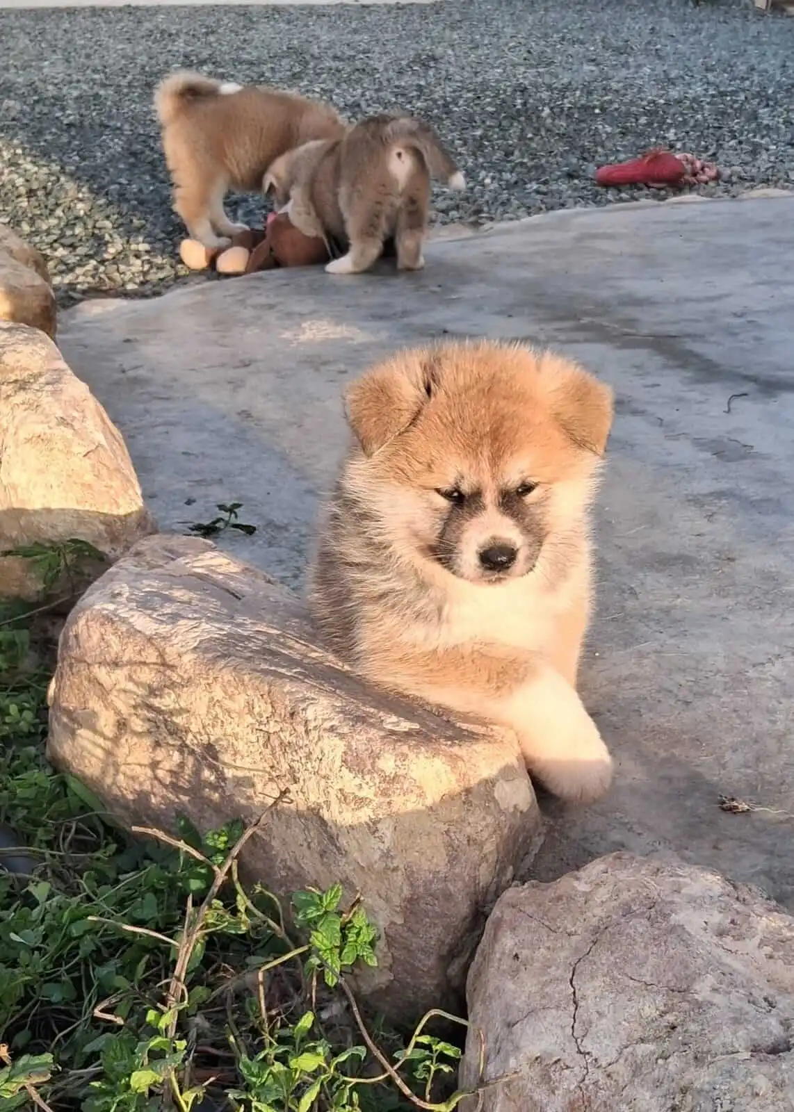 Akita Inu camada octubre 2024 5