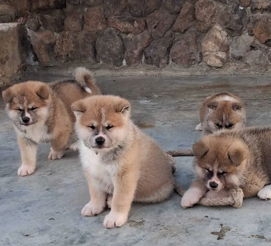 Akita Inu camada octubre 2024 6