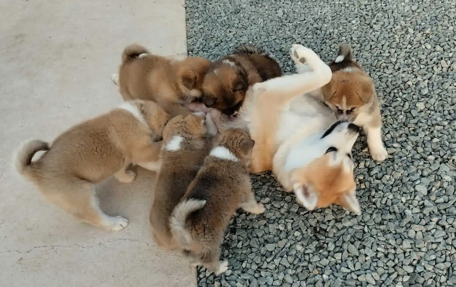 Akita Inu camada octubre 2024 7