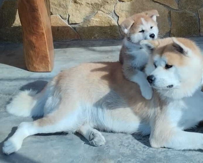 Akita Inu camada octubre 2024 8