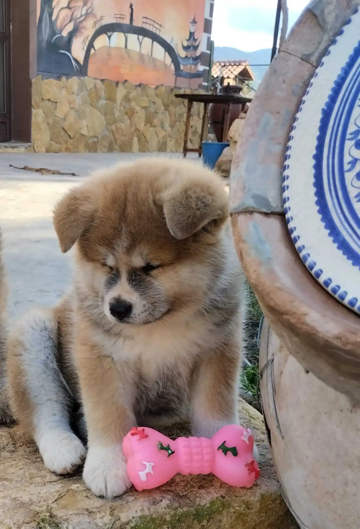 Akita Inu camada octubre 2024 9