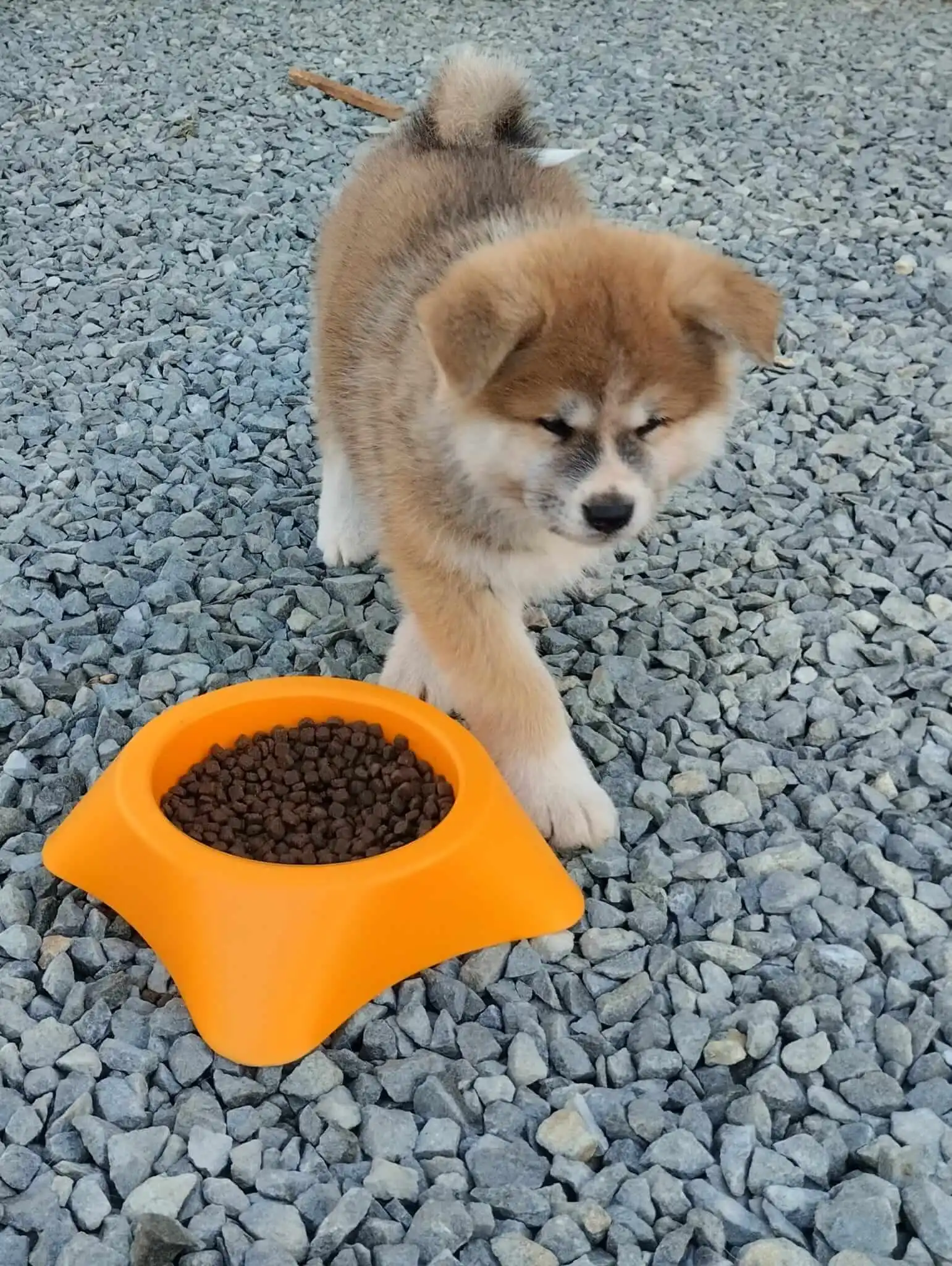 Akita Inu camada octubre 2024 10