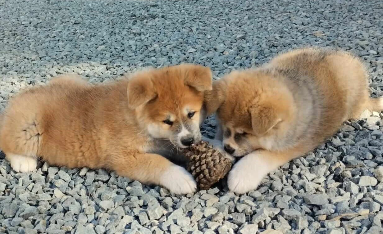 Akita Inu camada octubre 2024 11