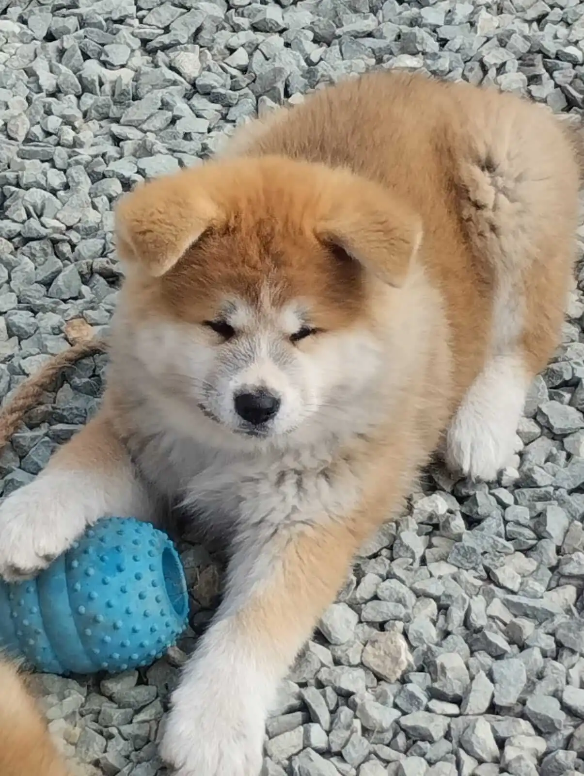Akita Inu camada octubre 2024 12